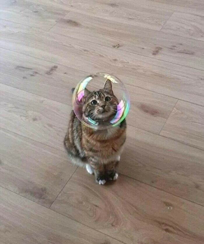 A confusing picture of a domestic tabby cat wearing a soap bubble like a helmet.
