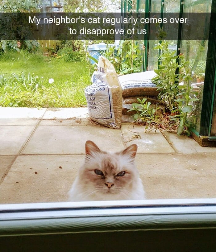 Disapproving animal meme featuring a cat glaring through a glass door, proving the internet was made for this exact purpose.