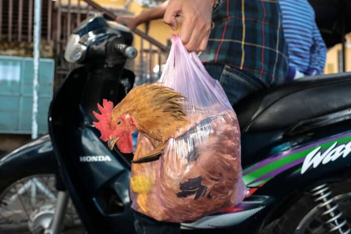 Jeffrey De Keyser street photography captures a rooster in a plastic bag on a motorcycle, showcasing animals stealing the show.