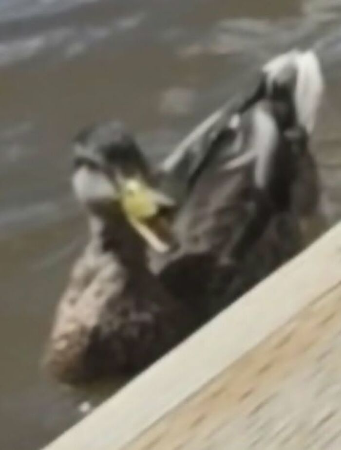 Duck swimming near wooden edge in wildlife photo