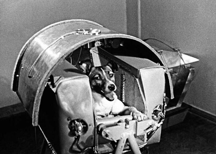 Laika the space dog inside a capsule, from old photos of animals.