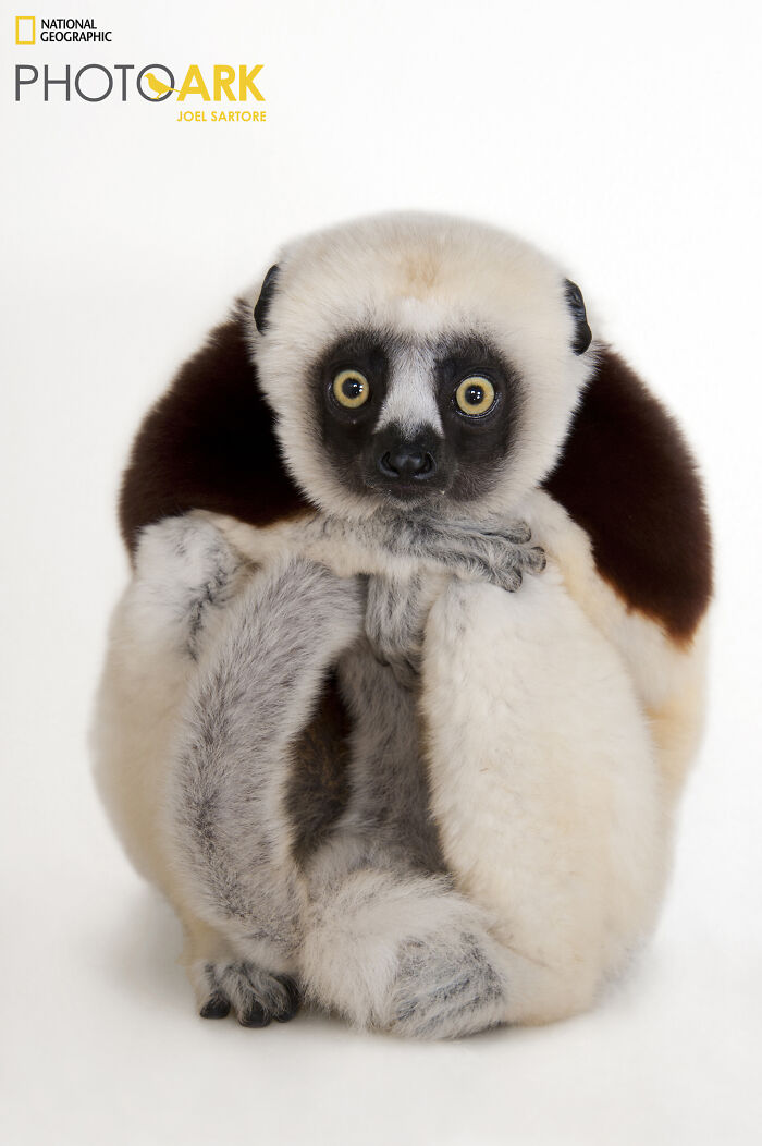 Coquerel's Sifaka