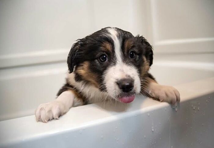 A wet puppy with a sad expression in a bathtub, showcasing dogs not emotionally prepared for bath time.