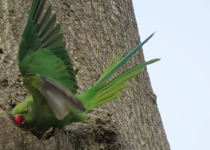 Green parrot flying out of a tree hole in a wildlife photo