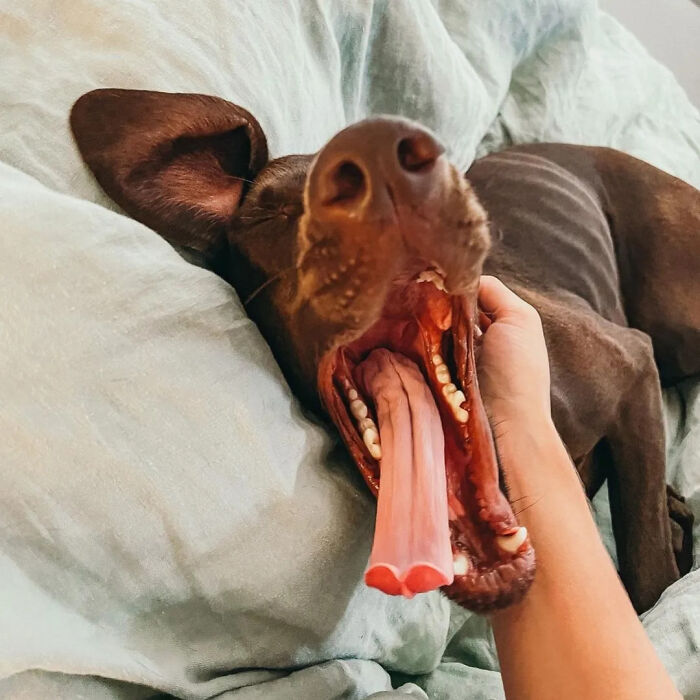 A hand holds a yawning dog's lower jaw, revealing its long tongue. Hilarious photos of dogs.