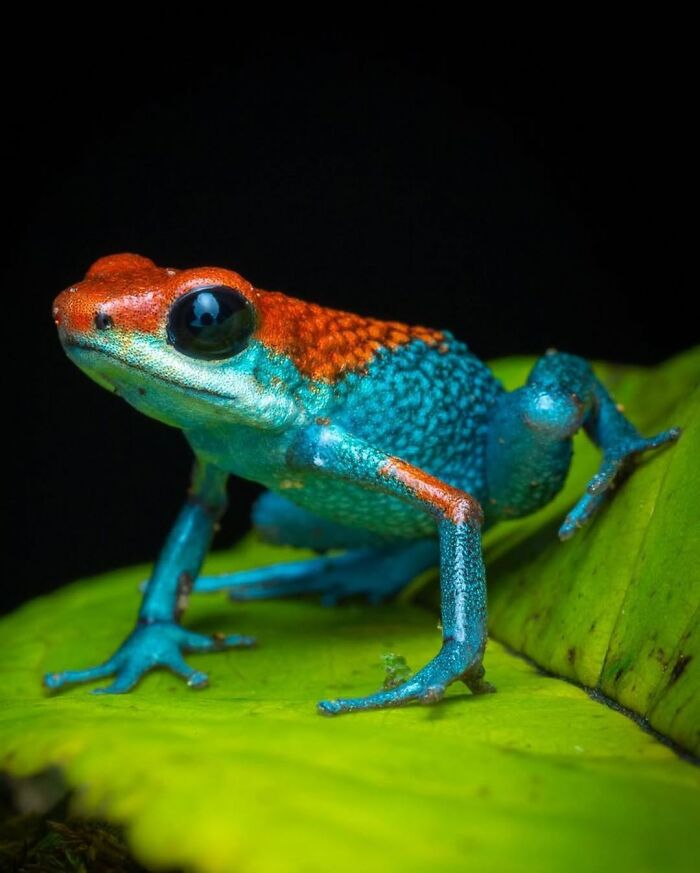 Granular Poison Frog