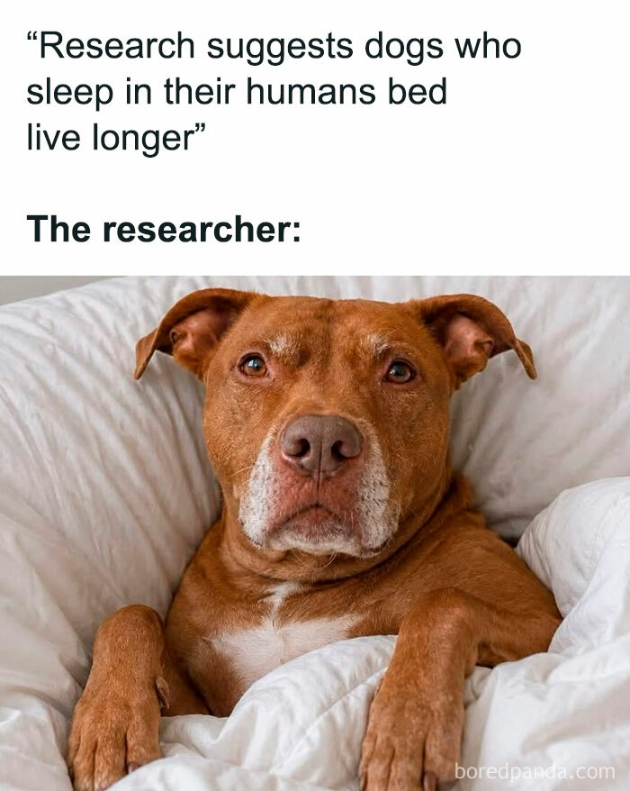 This animal meme shows a dog in bed, humorously captioned as the researcher who found dogs sleep longer in human beds.