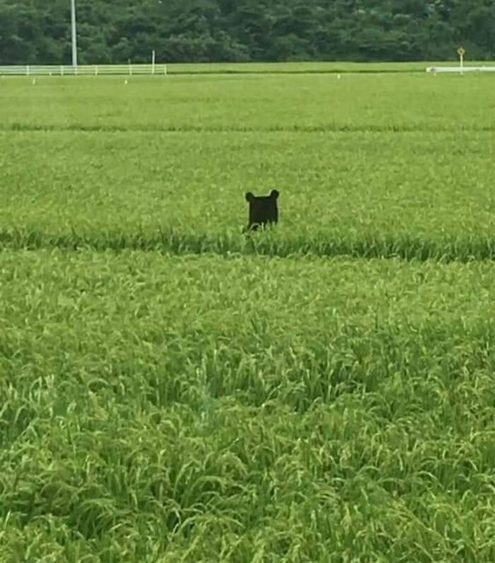 Black bear peering over tall green grass in wildlife photo