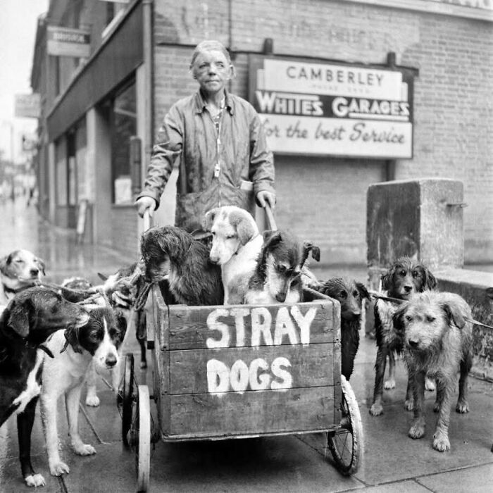 Old photos of animals showing a woman with a wooden cart full of rescued stray dogs.