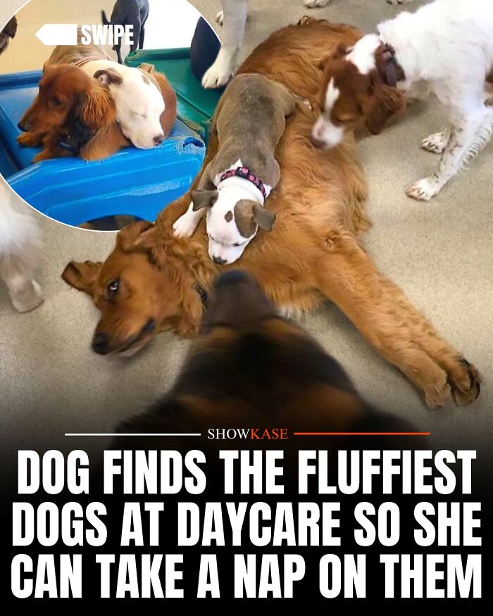 Wholesome stories of a puppy finding the fluffiest dog at daycare to take a nap on.