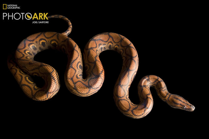 Brazilian Rainbow Boa