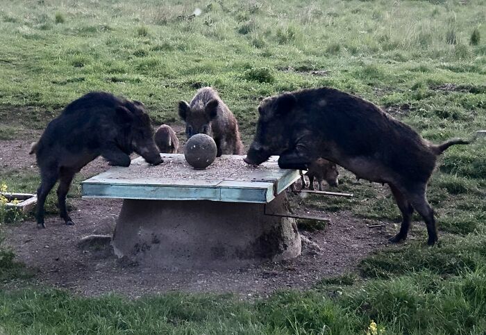 Wild boars playing around a table in a wildlife photo