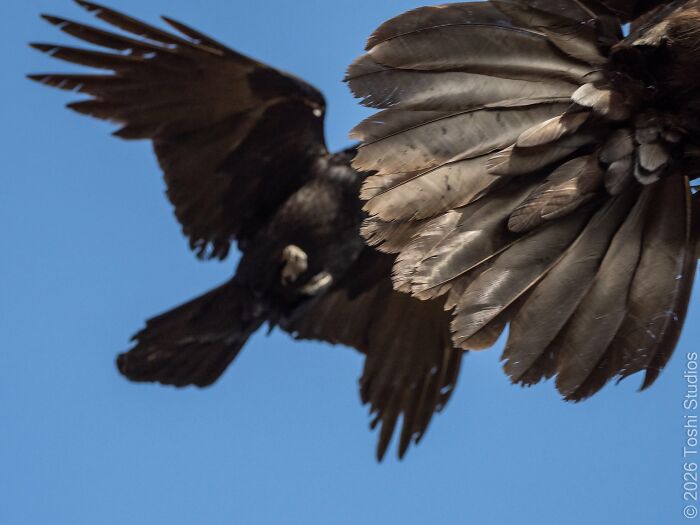Close-up of bird wings in flight wildlife photo with blue sky background