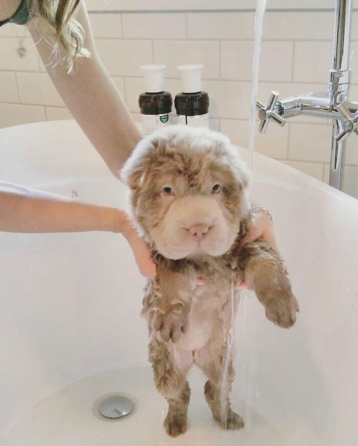 A person holding a wet, wrinkly puppy under running water in a tub, highlighting dogs not emotionally prepared for bath time.