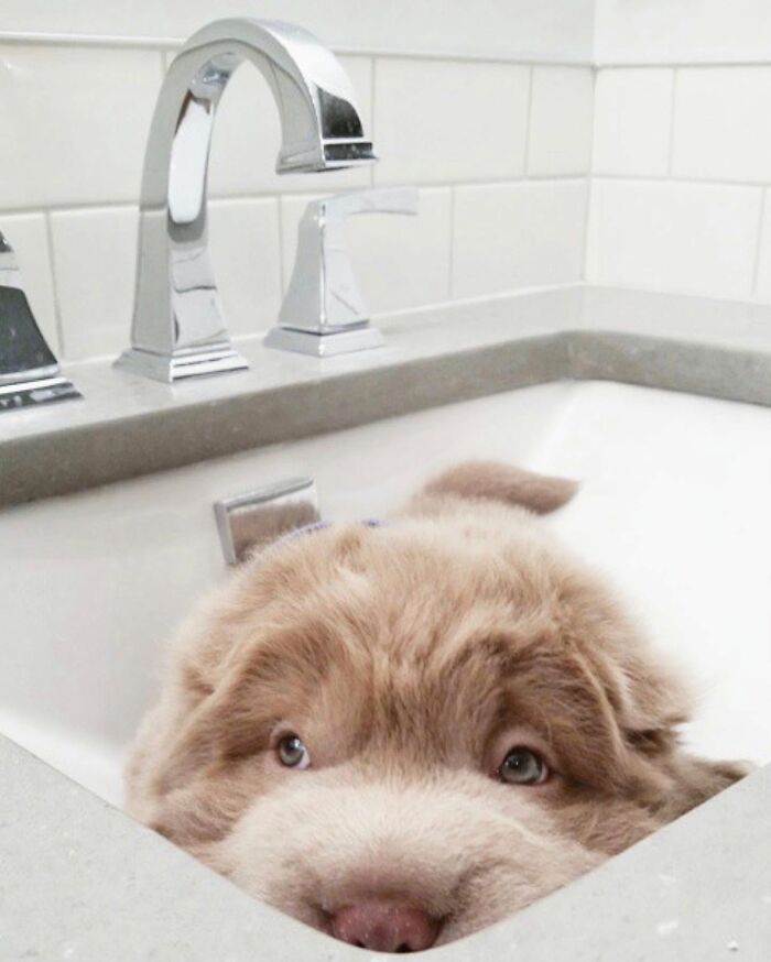 A cute, fluffy puppy in a sink, looking up with big eyes, illustrating dogs not emotionally prepared for bath time.