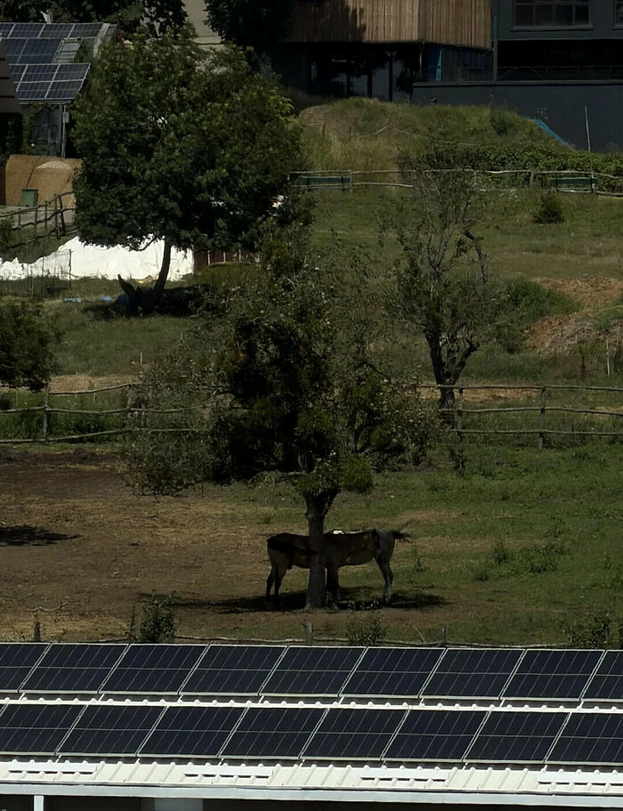 Two horses standing under a tree creating a funny illusion that might make you look twice.