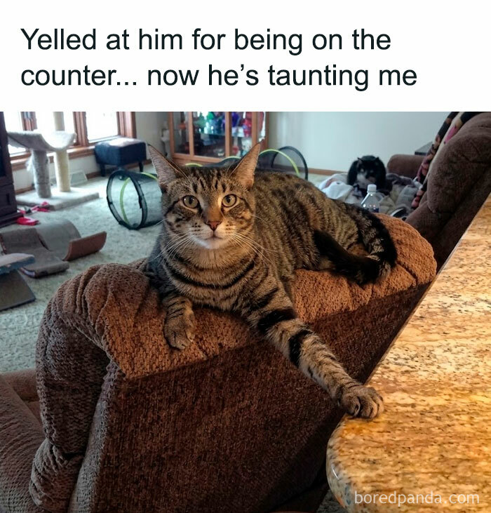 A tabby cat relaxing on a chair, looking smug after being yelled at, an animal meme.