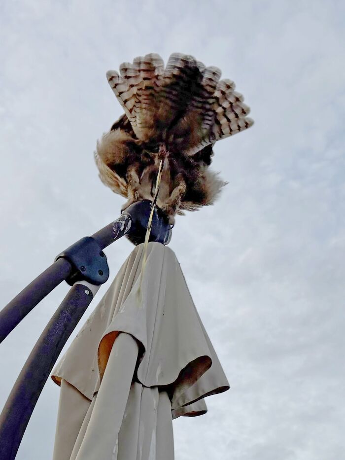 Wildlife photo of an owl perched on top of a folded umbrella