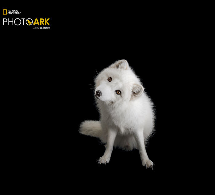 Male Arctic Fox