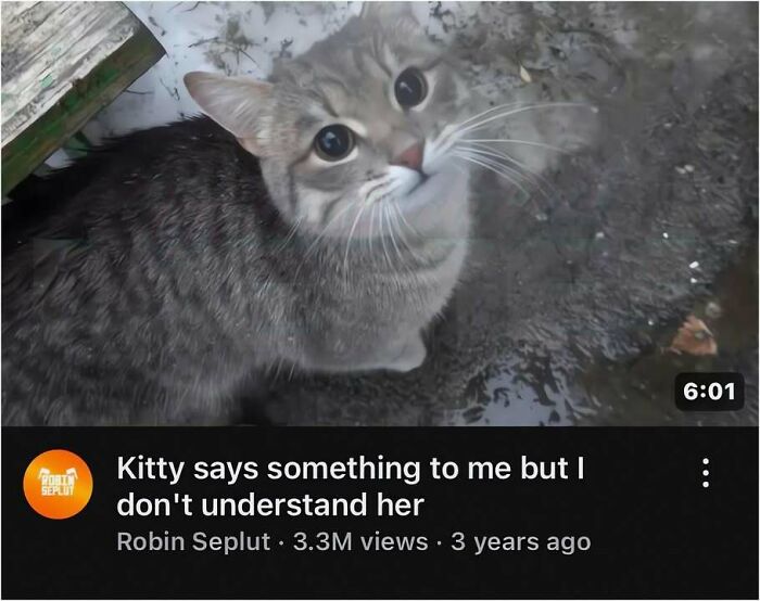 A meme of a cat looking up with big eyes, titled Kitty says something to me but I don't understand her.