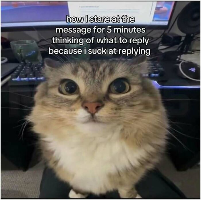 A funny meme of a wide-eyed cat looking at the camera, with text about replying to messages.