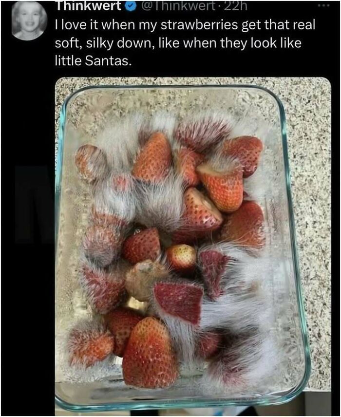 Hilarious meme of moldy strawberries in a container.