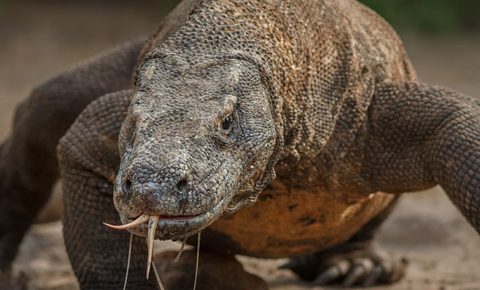 A large Komodo dragon, illustrating the nightmarish aspects of tenant stories for landlords.