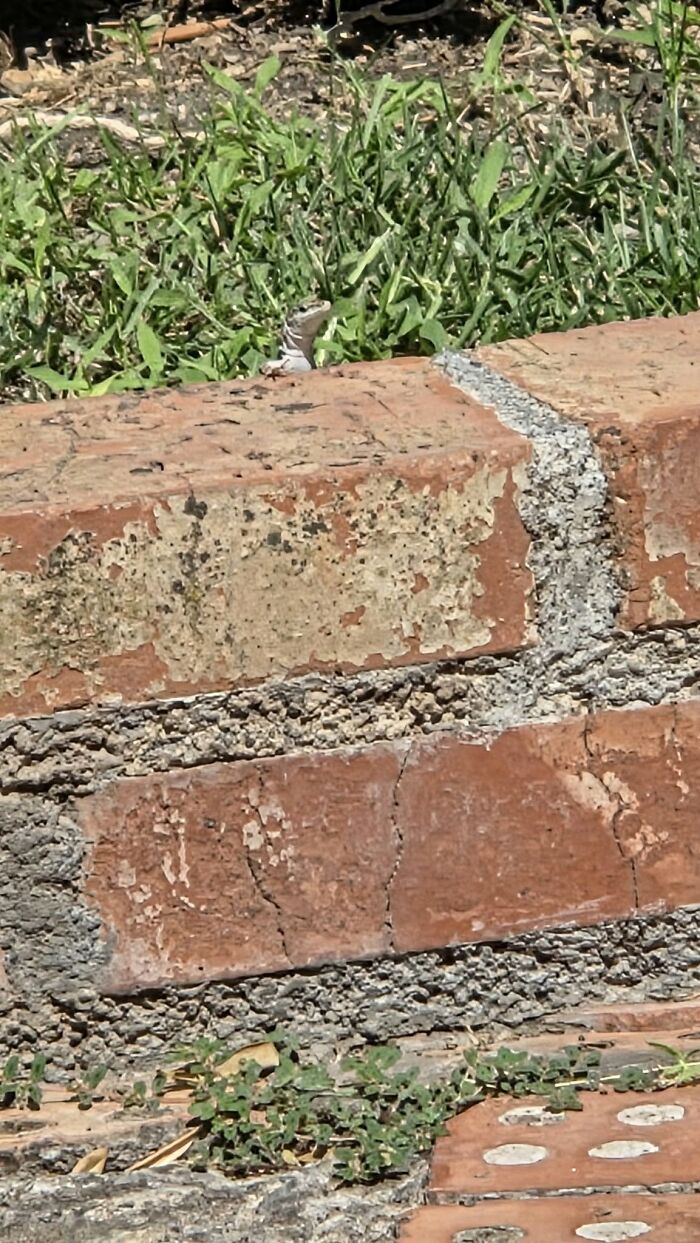 Wildlife photo of a small lizard peeking over a brick wall
