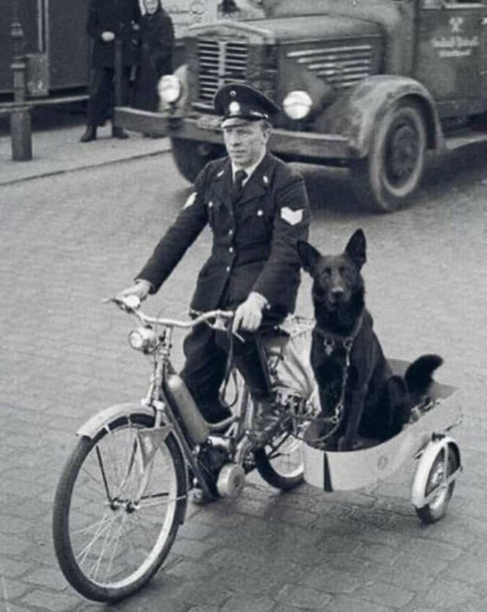 A policeman riding a bicycle with a sidecar holding a German Shepherd dog from these old photos of animals.