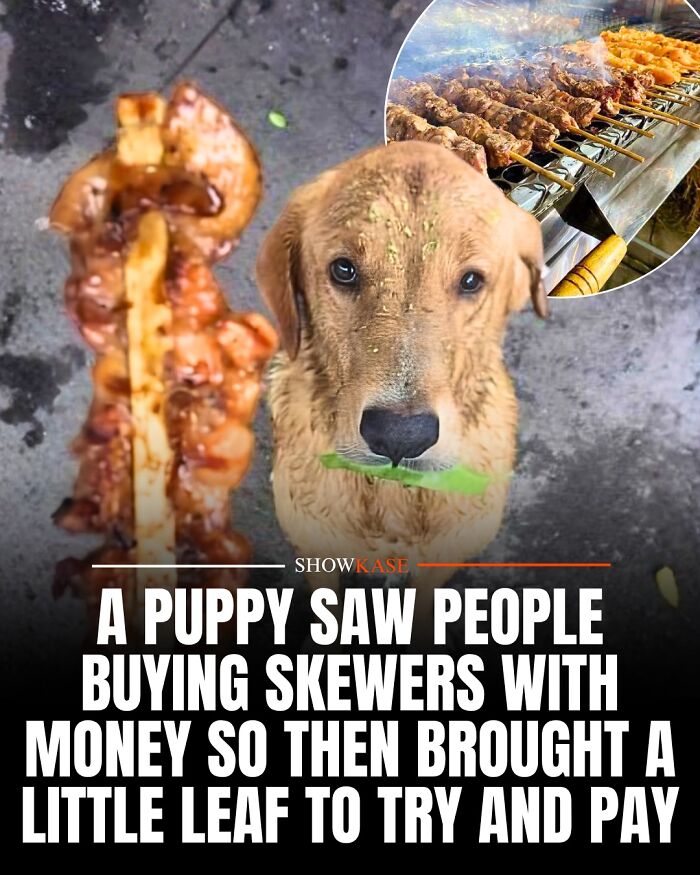 A golden dog holding a leaf in its mouth next to a meat skewer, showcasing wholesome stories of clever pets.
