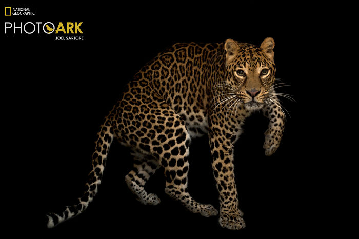 African Leopard