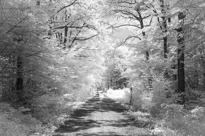 Forest Roads