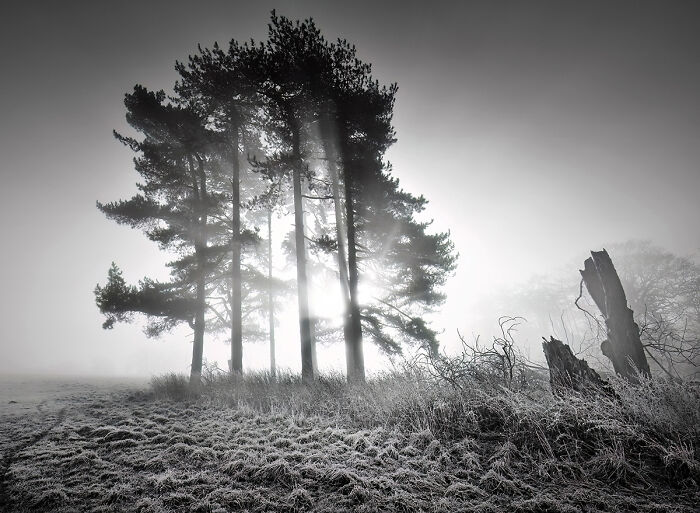 Trees In The Light