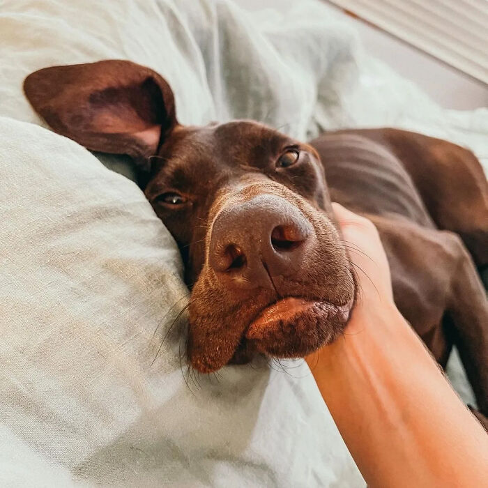 A hand gently squeezes a dog's jowls, making it look comically sad. Hilarious photos of dogs.