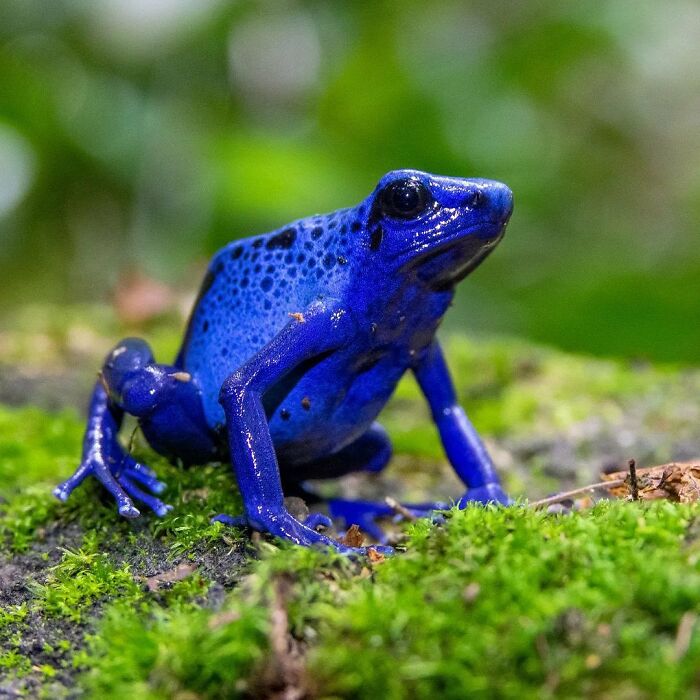 Blue Poison Dart Frog