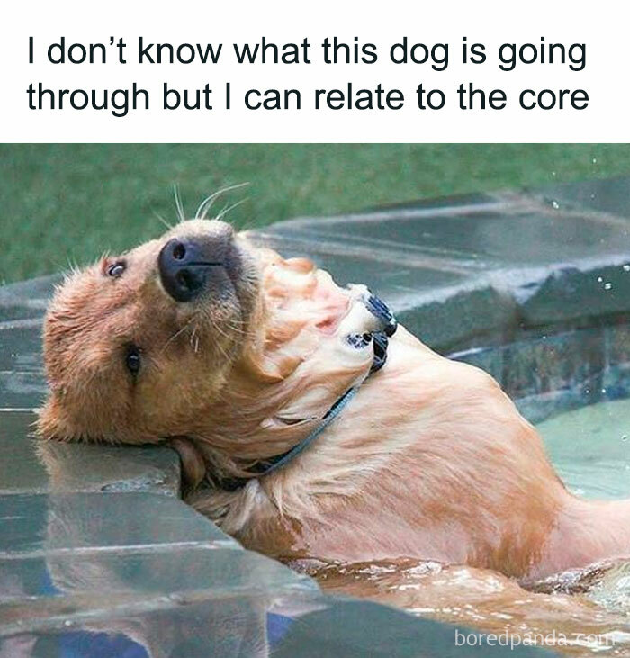 A golden retriever relaxes with its head tilted back in water, showing a relatable animal meme.