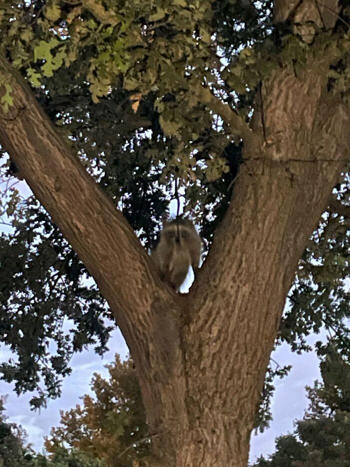 Wildlife photo of a raccoon perched in the fork of a tree