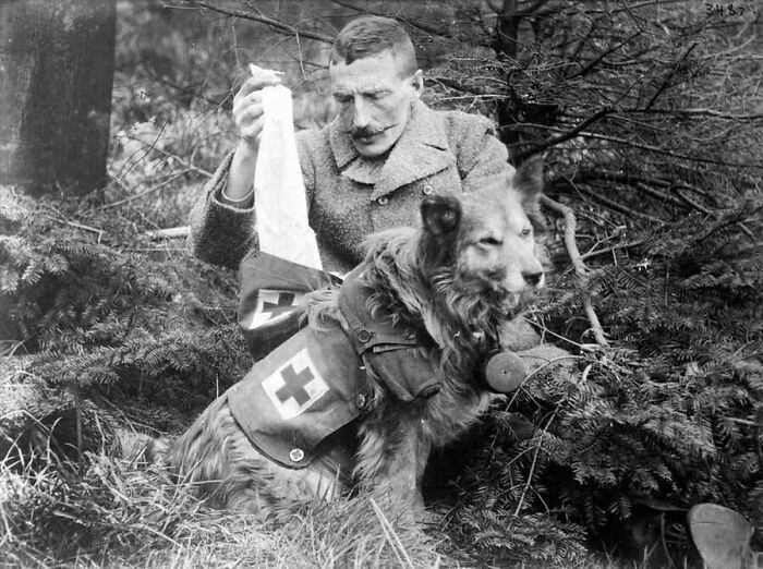 An old photo of a Red Cross rescue dog with its handler in the forest.