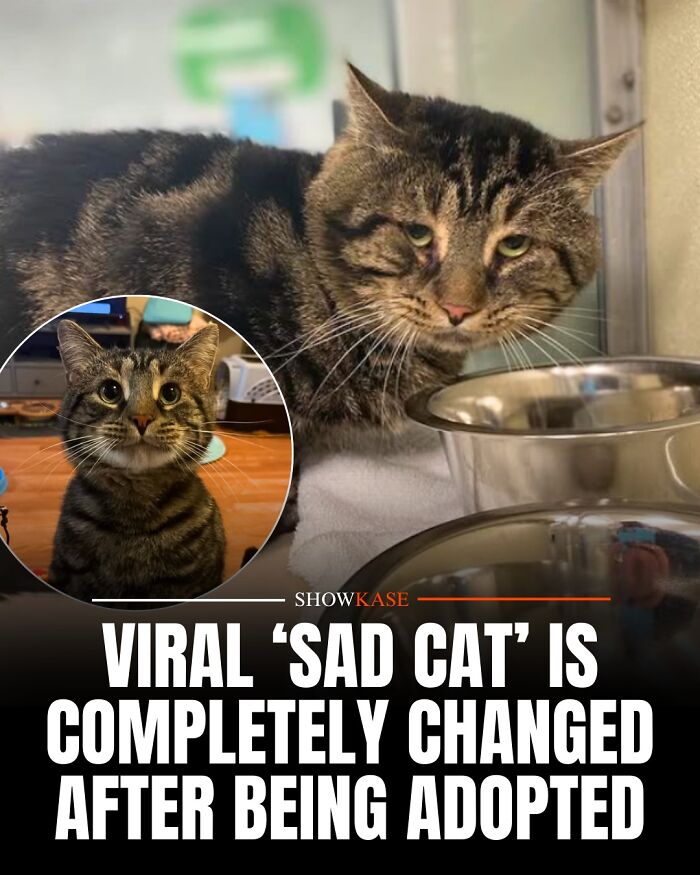 Wholesome stories: A sad shelter cat completely changes and looks happy after being adopted.