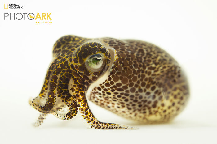 Bobtail Squid