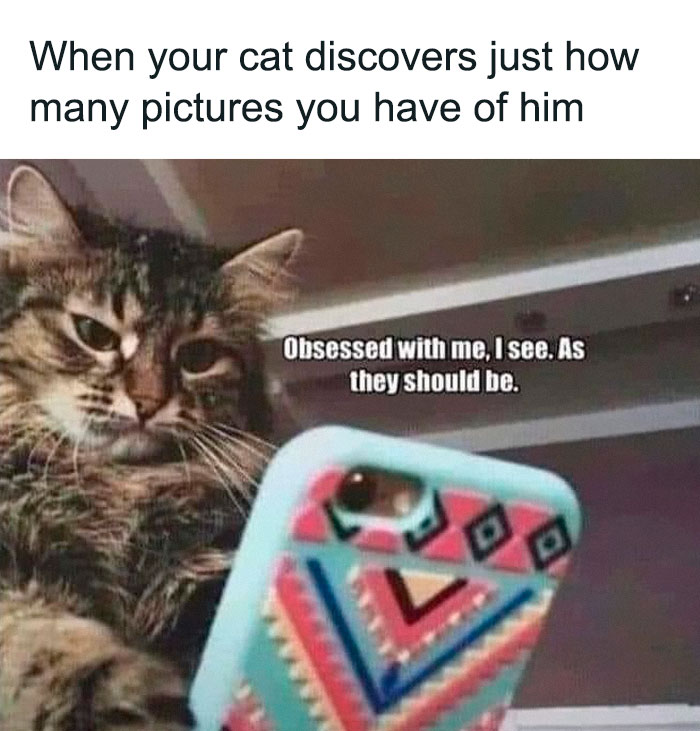 A cat looking at a phone screen displaying a text that says 'Obsessed with me, I see. As they should be.' This image is an animal meme.