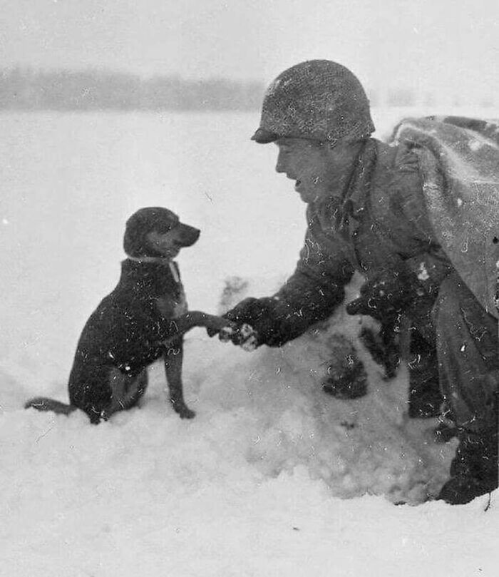 A soldier in the snow shaking hands with a small dog from these old photos of animals.