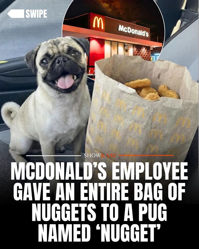 A happy pug dog sitting next to a McDonald's bag of nuggets, illustrating wholesome stories of unexpected kindness.
