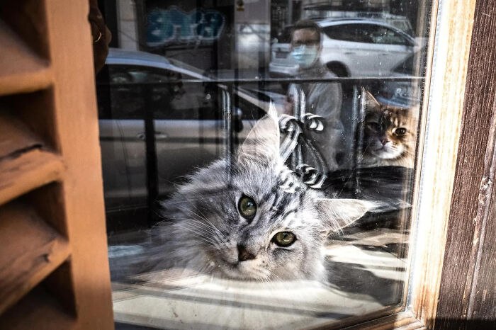A street photographer captures an odd coincidence: two cats looking out a window, reflecting a person in a mask.