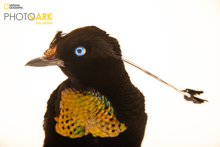 Eastern Parotia (Parotia Helenae)