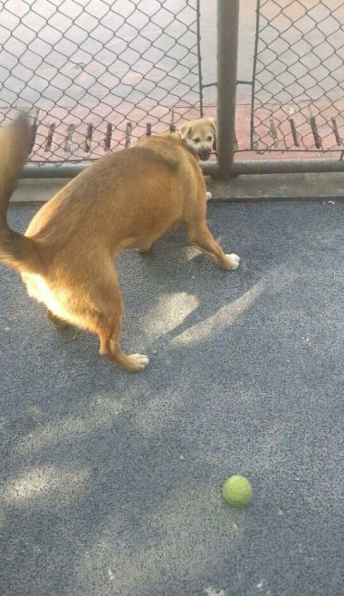 A confusing perspective of a dog with its head turned around backwards near a chain link fence.
