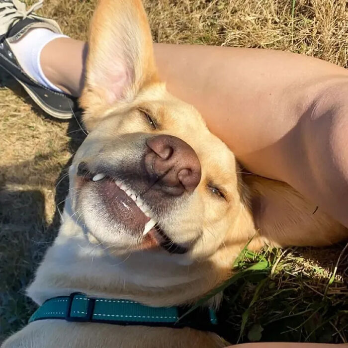 A happy dog lies upside down in the grass, smiling with teeth showing, enjoying embarrassing family pics.