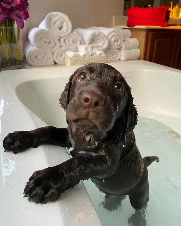 Wet brown puppy with paws on the edge of a bathtub, not emotionally prepared for bath time.