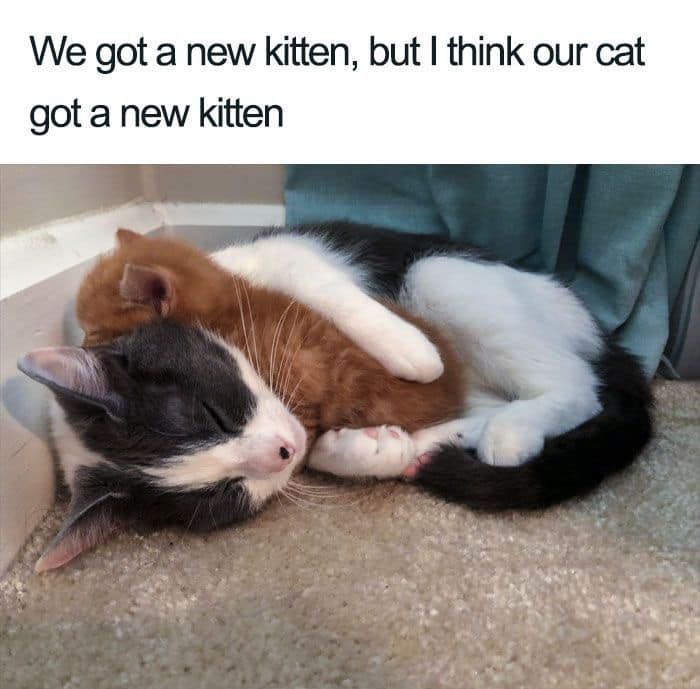 Funny cat meme showing an older cat cuddling a new kitten, implying the cat got a new friend.