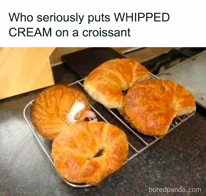 A funny animal meme with a cat curled up inside a croissant, fitting perfectly into the shape.
